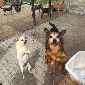  „Dwie nogi i cztery apy”
